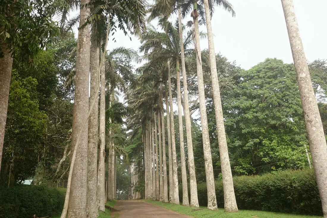 Aburi Botanical Gardens