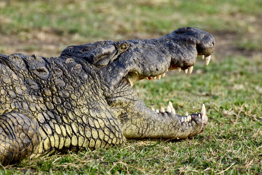 Paga Crocodile Pond