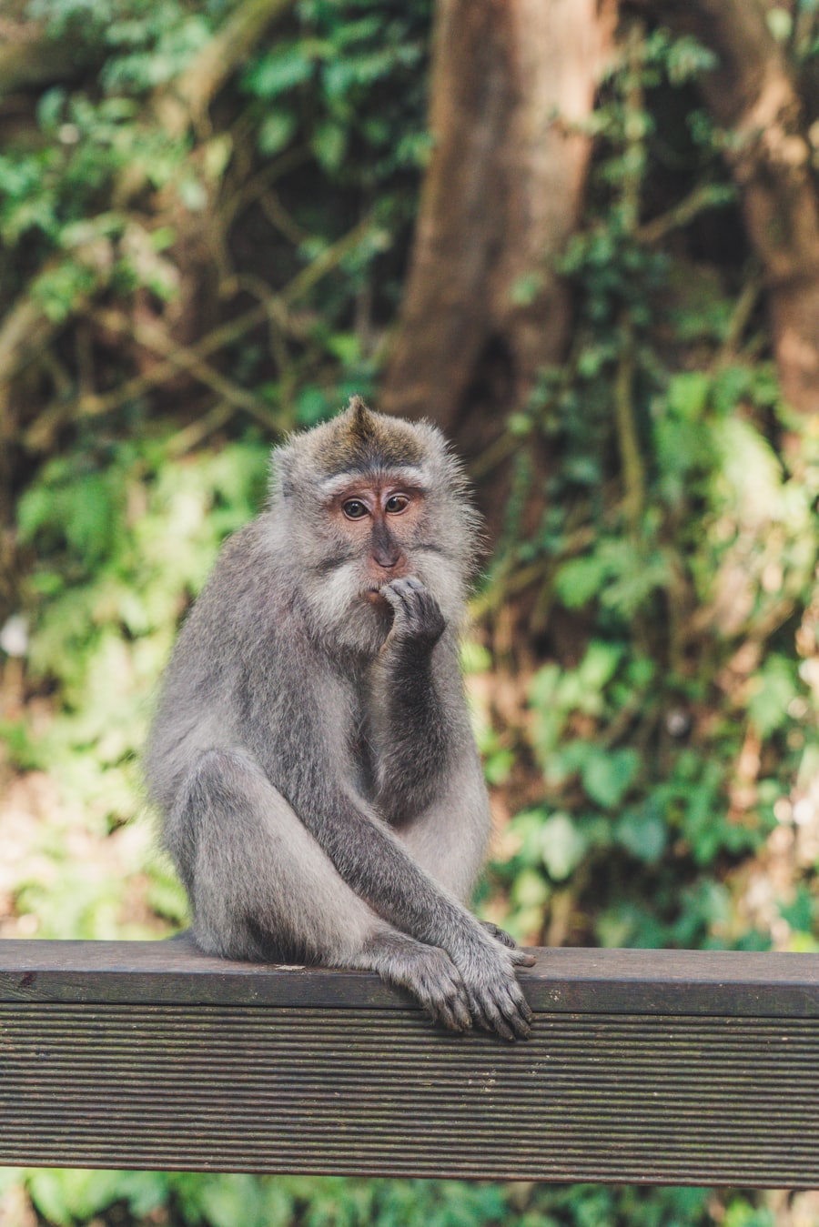 Tafi Atome Monkey Sanctuary
