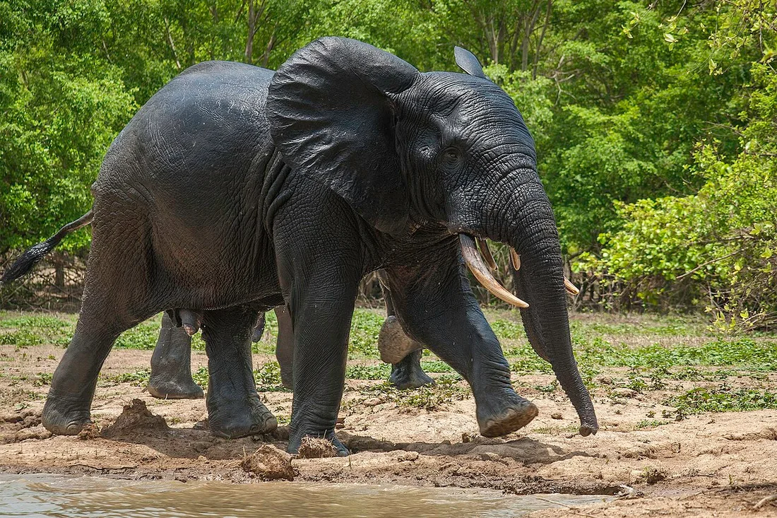 Mole National Park